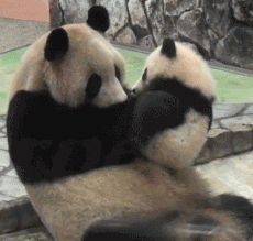 英国计划把大熊猫退回中国，养不起了！“新加坡的熊猫多好命！”