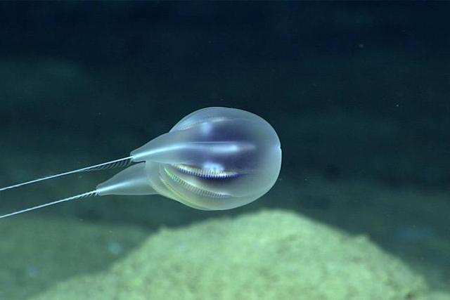 海洋物种新发现——揭秘2020年最新发现的 4 个奇特新物种