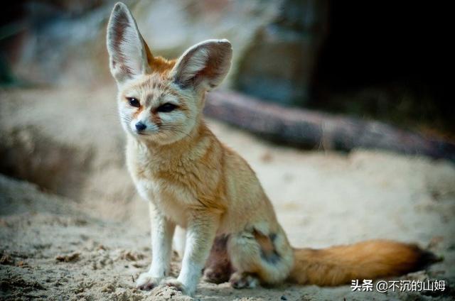 中国有熊猫，那其他国家的国兽都是什么？