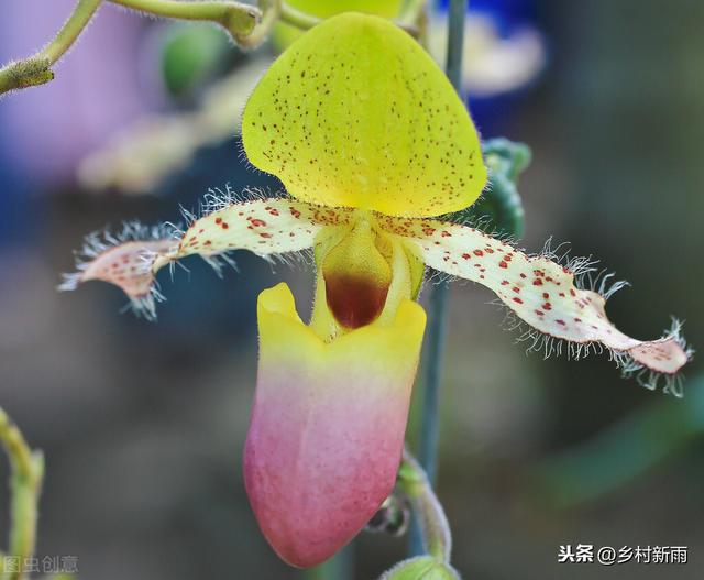 这是什么神奇的植物，竟然号称“魔法师的学徒”？
