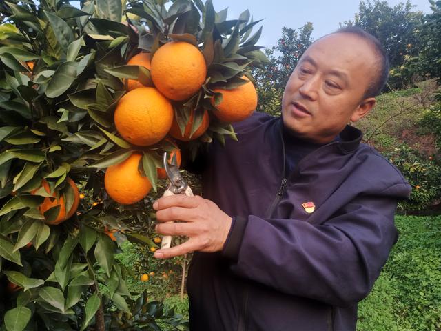 中国故事100部|从柑橘园打拼出来的“重庆英才”