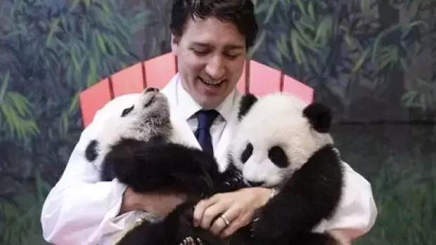 英国考虑将大熊猫送回中国：疫情缺钱，养不起了