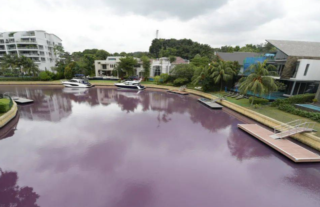 新加坡顶级富豪区“粉色水域”、致大批死鱼原因查清