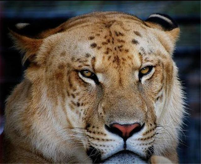 一群400公斤“大猫”，在野外横行？还好狮虎兽不算一个物种