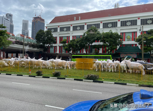 新加坡牛车水的新年灯饰来了！网友：像个养牛场一样
