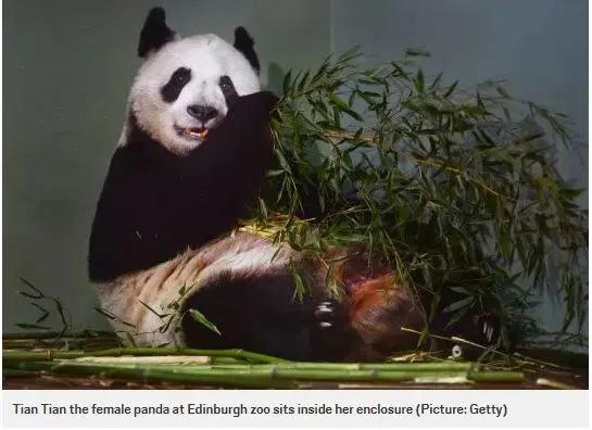 英国付不起大熊猫租金了，你知道国宝们有多贵重嘛？
