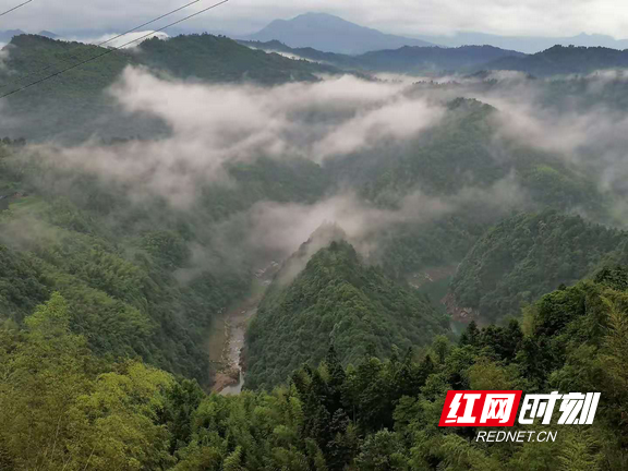 神奇久远的城步苗医苗药