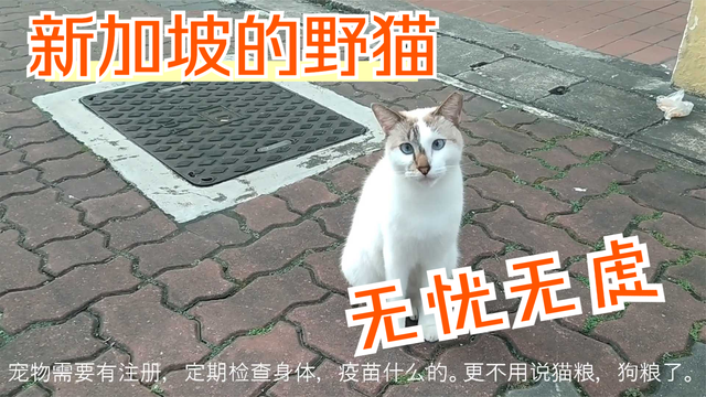 新加坡的流浪猫，白白胖胖，无忧无虑。但数量越来越少了。