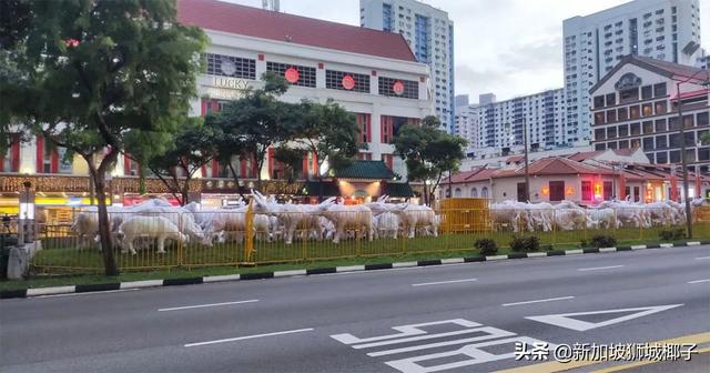 新加坡牛车水的新年灯饰来了！网友：像个养牛场一样