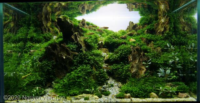 2020年度的AGA国际水草造景大赛55升以下优秀作品
