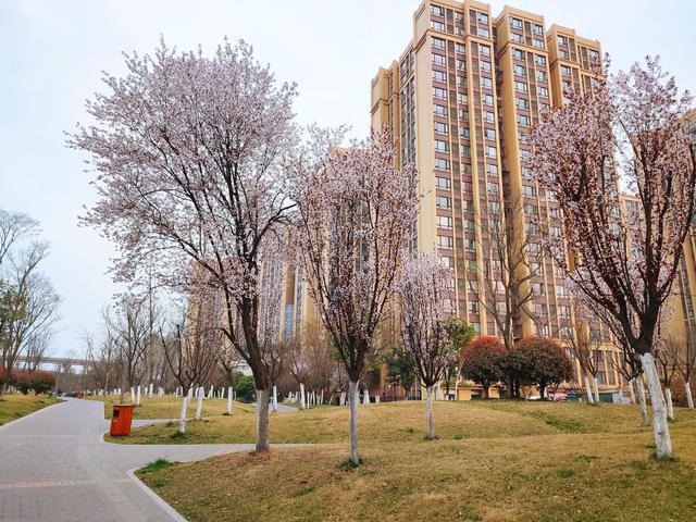 都说新加坡是世界花园城市，其实成都也很美，“花重锦官城”。