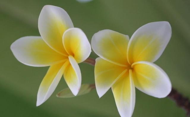 这是什么花？你猜对了，是鸡蛋花