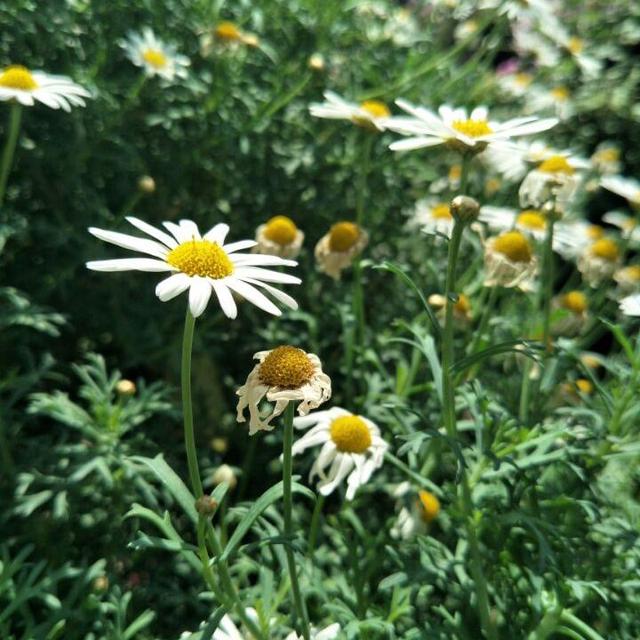 第一次出国，在新加坡植物园的雏菊花