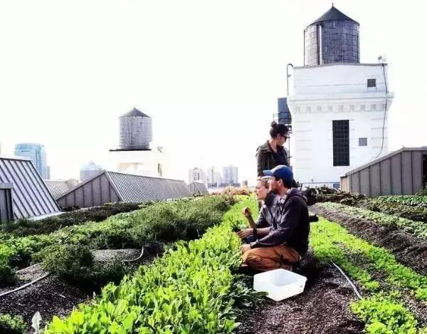 空中农场，立体农业...老外们把都市农业玩的不像话