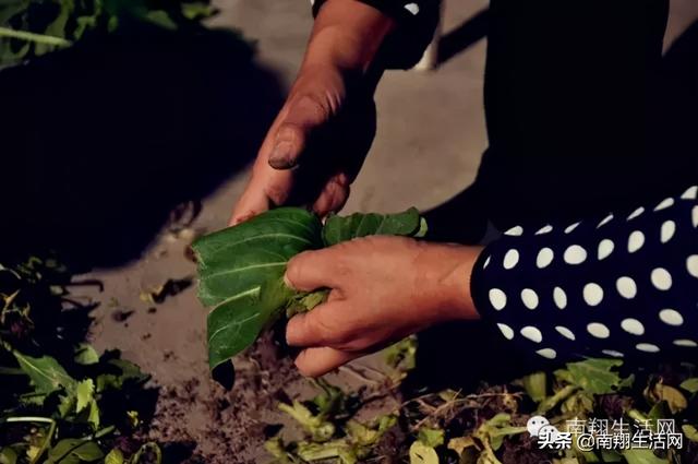 尘封于历史的琥珀，嘉定最后的原生态江南古镇