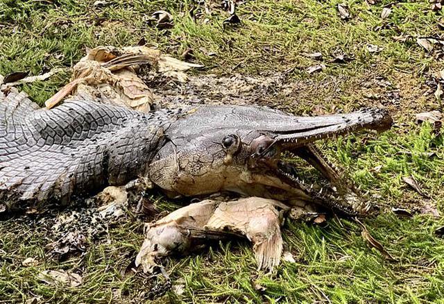 新加坡发现史前动物尸体 疑似是当宠物鱼养大后被扔掉