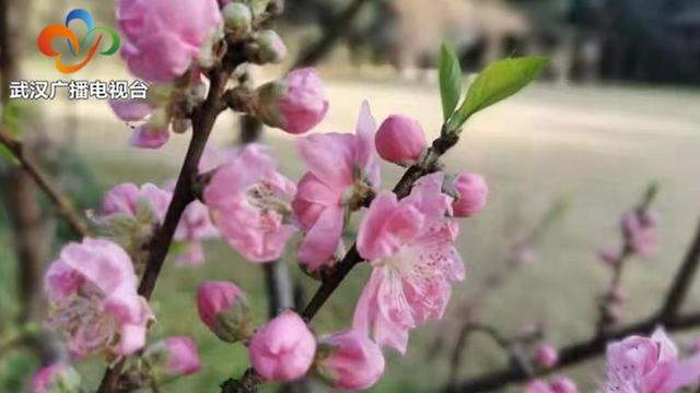 奇兰贺岁 多重优惠，武汉植物园花式迎春节