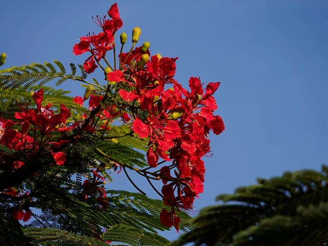 花木春秋27：异国国花，清代引种凤凰山，叶如凰羽，花若凤冠