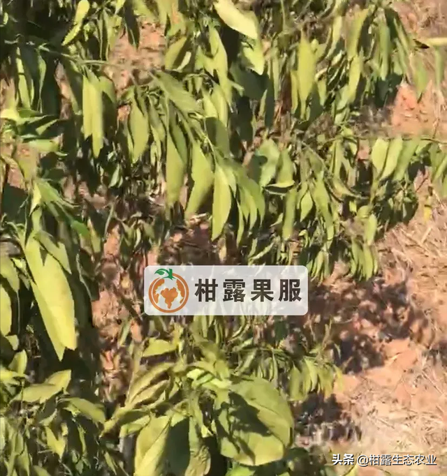 「资讯汇总」盘点2020年柑橘大事件