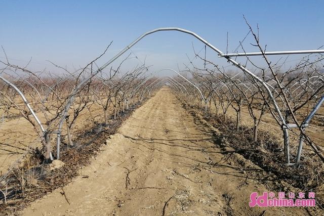 青岛平度东阁街道三百亩梨园修枝拉条忙春光