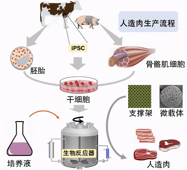 售价从33万狂跌到10块，人造肉能替代天天涨价的猪肉吗？