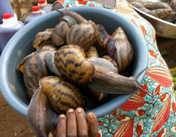 非洲野味入侵全球：在这种巨型蜗牛面前，中国吃货根本拽不起来