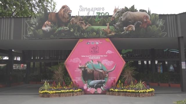 新加坡动物园“牛转乾坤迎新春”