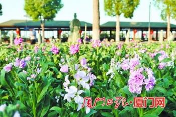 一城春色半城花，鹭岛“花海盛宴”邀您共赏「组图」