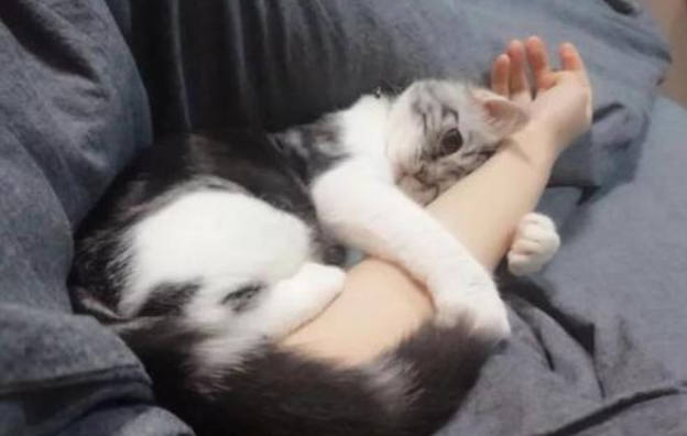 最“高傲”的5种猫，个个都是高冷的主子