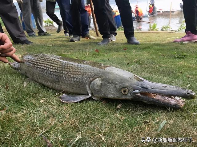 新加坡蓄水池出现恐怖形状的怪物鱼！怎么来到新加坡的？