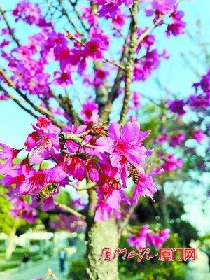 厦门：一城春色半城花“花海盛宴”邀您共赏