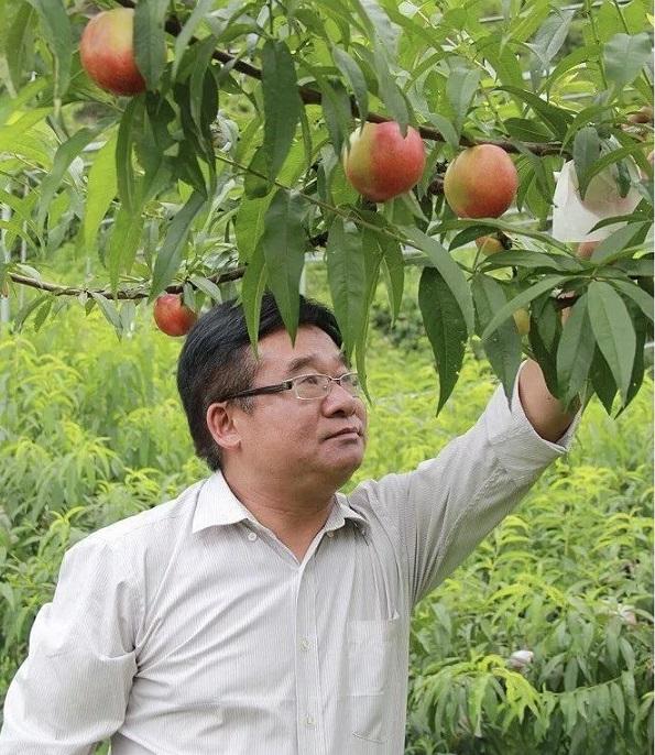 来自上海的小小黄桃 托起山里农民小康梦