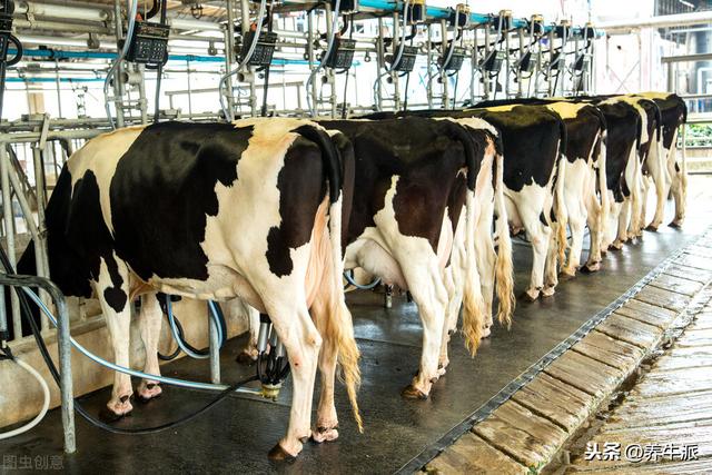 2020年奶牛产业技术发展报告