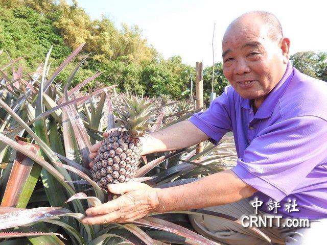 凤梨进不了大陆，南部绿营票仓动摇，民进党急砸十亿止血