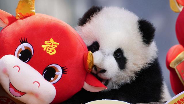 外网关注牛气冲天的中国新年，来看西方华人社区与亚洲都有的年味