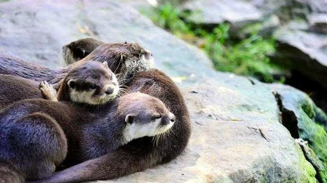 萌宠新秀水獭超可爱，在新加坡却是动物恶霸，狗看到它就害怕