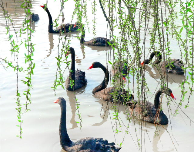 桂林：兴安高尚寨贝村米亚天鹅园里的黑天鹅