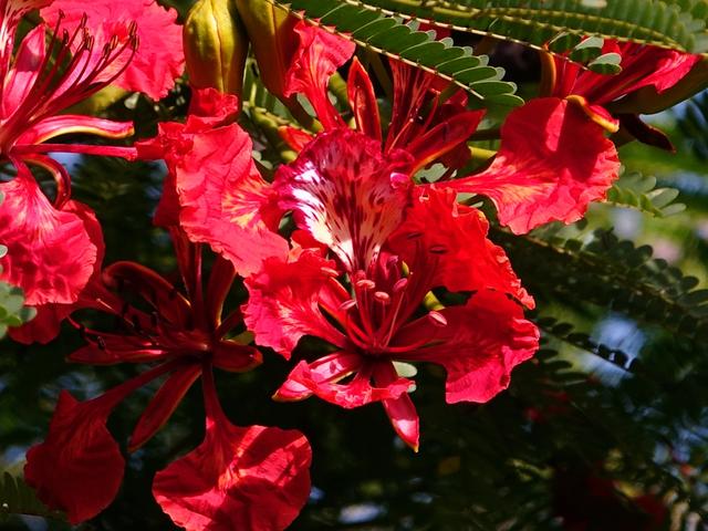 花木春秋27：异国国花，清代引种凤凰山，叶如凰羽，花若凤冠