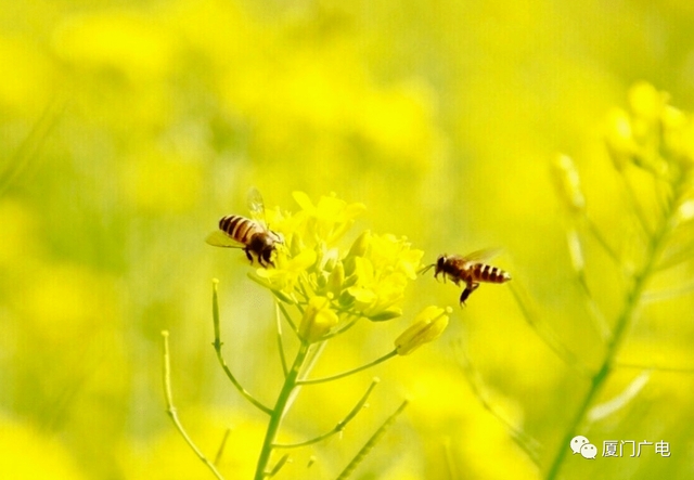 刷屏了！近20万人次围观！厦门这片高颜值花海仍在盛放，你打卡了吗「组图」