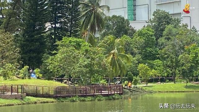 新加坡一女子晨跑被大树压死，或与佩戴降噪耳机有关