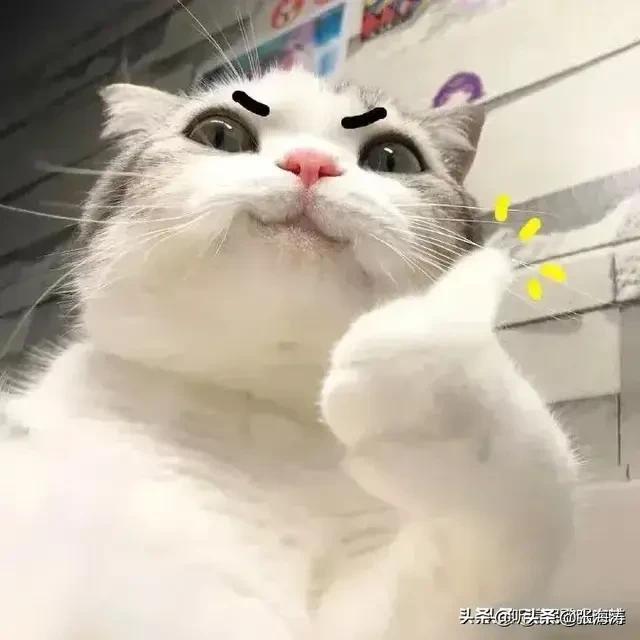 小猫咪能有什么坏心思呢？看看头条的千猫百乖（图多慎点）