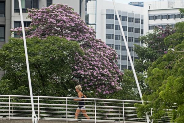 新加坡：风铃木花盛开