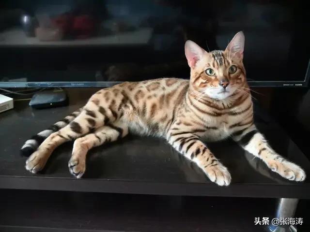 小猫咪能有什么坏心思呢？看看头条的千猫百乖（图多慎点）