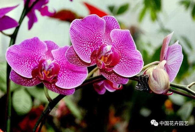 2020台湾花卉出口数据透视 | 动态