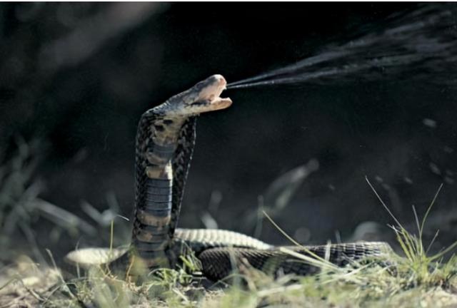 新加坡公园现眼镜蛇VS蟾蜍，天敌对菜鸟的战局居然“和解”了？