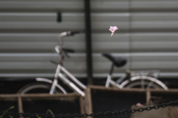 新加坡：风铃木花盛开