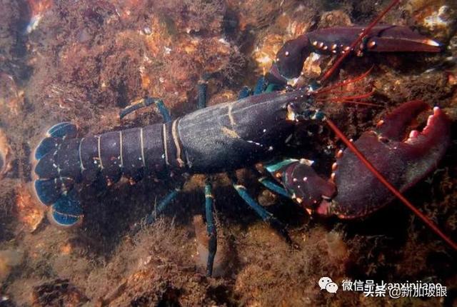 新加坡水库被“外星生物”入侵，岸上布满上千颗​粉红蛋