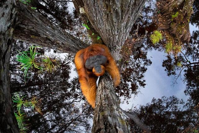 2020 年世界自然摄影奖揭晓！“水面中的大猩猩”夺冠