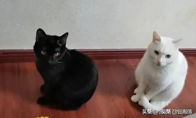 小猫咪能有什么坏心思呢？看看头条的千猫百乖（图多慎点）