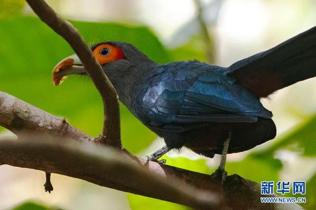 新加坡：邂逅棕腹地鹃